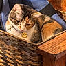calico_cat, cat, basket, blue_cushion, wooden_furniture, indoor, pet, feline, cozy, resting, collar, tag, animal, domestic_cat, cute, fur, whiskers, closeup, relaxed, home