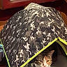 cat, pet, tent, camouflage, indoor, feline, animal, cozy, cute, curious, resting, fabric, pattern, yellow_eyes, collar, household, soft_lighting, portrait, closeup, pet_accessory