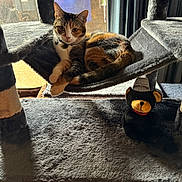 Sunshine joined the competition — help win amazing prizes! black, calico_cat, cat, cat_tree, curious, daylight, furniture, gray, hammock, hat, indoor, orange, pet, plush, red_bow, relaxed, striped, teddy_bear, white, window