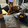 cat, calico_cat, cat_tree, plush, hammock, teddy_bear, window, curious, indoor, pet, furniture, gray, orange, black, white, striped, hat, red_bow, daylight, relaxed