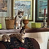 cat, calico_cat, indoor, furniture, wicker_basket, candle, candle_holder, framed_paintings, plush_toy, leopard_plush, sofa, blanket, decor, lamp, wooden_shelf, home_interior, pet, animal, cozy, curious