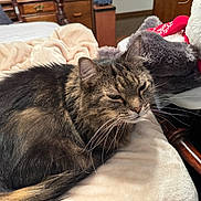 Mercedes joined the competition — help win amazing prizes! animal, bedroom, blanket, cat, comfort, cozy, cute, domestic, feline, fur, indoor, pet, plush_toy, relaxed, resting, sleepy, soft_texture, tabby, whiskers, wooden_furniture