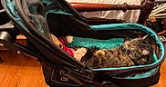 Mercedes joined the competition — help win amazing prizes! animal, bed_frame, blanket, cat, comfort, cozy, domestic, furniture, furry, household, indoor, pet_stroller, relaxing, resting, sleeping_area, soft_toy, tabby_cat, teddy_bear, warm_lighting, wooden_floor