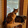 Mercedes is registered to the contest to win money with this photo: animal, cat, collar, cozy, curtains, daylight, domestic, feline, furniture, indoor, long_hair, perch, pet, plaid, relaxed, resting, striped, two_animals, window, wood