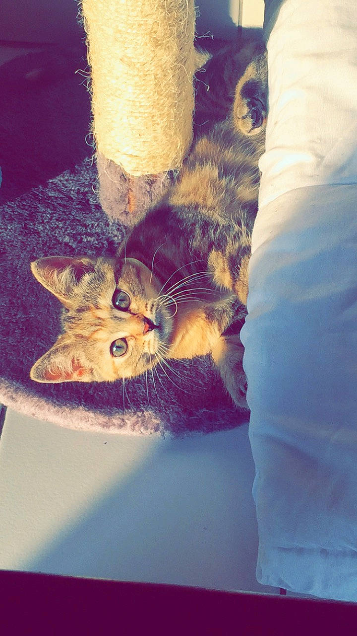 Chocolat a rejoint le concours — aidez-le/la à gagner de superbes lots ! carnivore, cat, domestic_short_haired_cat, european_shorthair, fawn, felidae, fur, kitten, leg, organism, paw, polydactyl_cat, small_to_medium_sized_cats, snout, tabby_cat, tail, whiskers