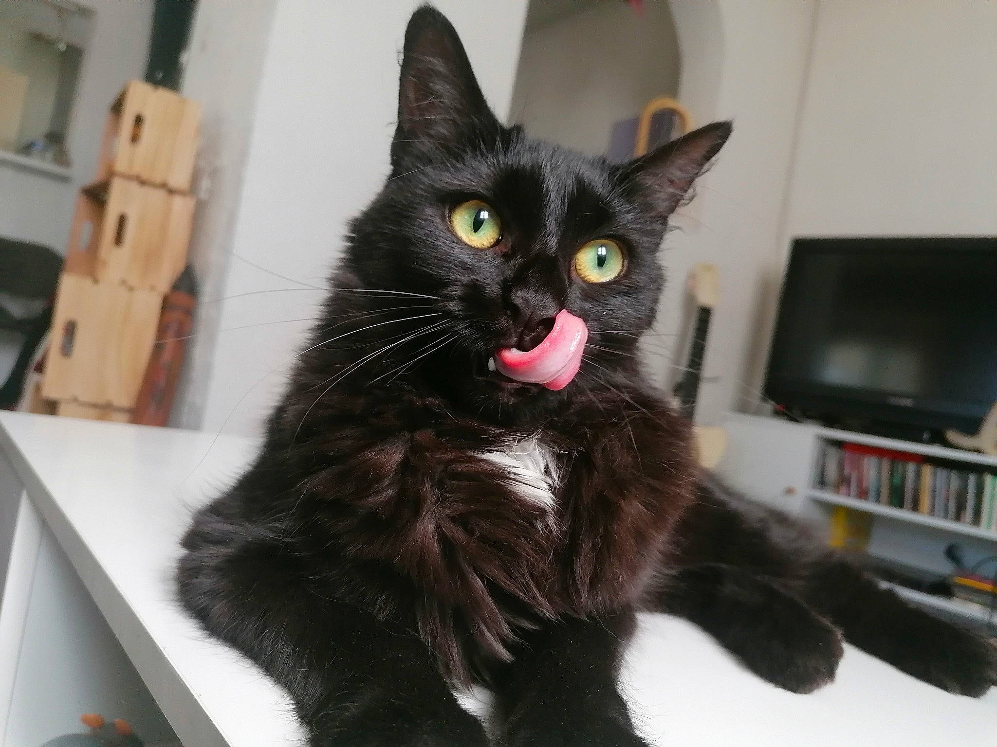 Pita a rejoint le concours — aidez-le/la à gagner de superbes lots ! black_cat, bombay, box, carnivore, cat, claw, domestic_short_haired_cat, electronic_device, eye, felidae, fur, paw, small_to_medium_sized_cats, snout, tail, terrestrial_animal, whiskers, window