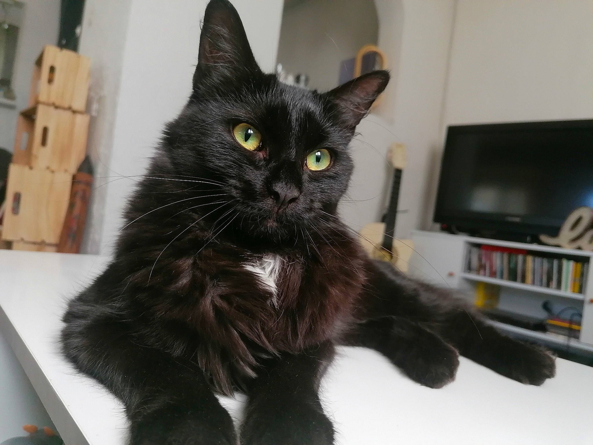 Pita participe au concours pour gagner de l'argent avec cette photo : black_cat, bombay, cable_television, carnivore, cat, claw, domestic_short_haired_cat, felidae, fur, home_appliance, led_backlit_lcd_display, output_device, paw, small_to_medium_sized_cats, snout, tail, television_set, terrestrial_animal, whiskers, window