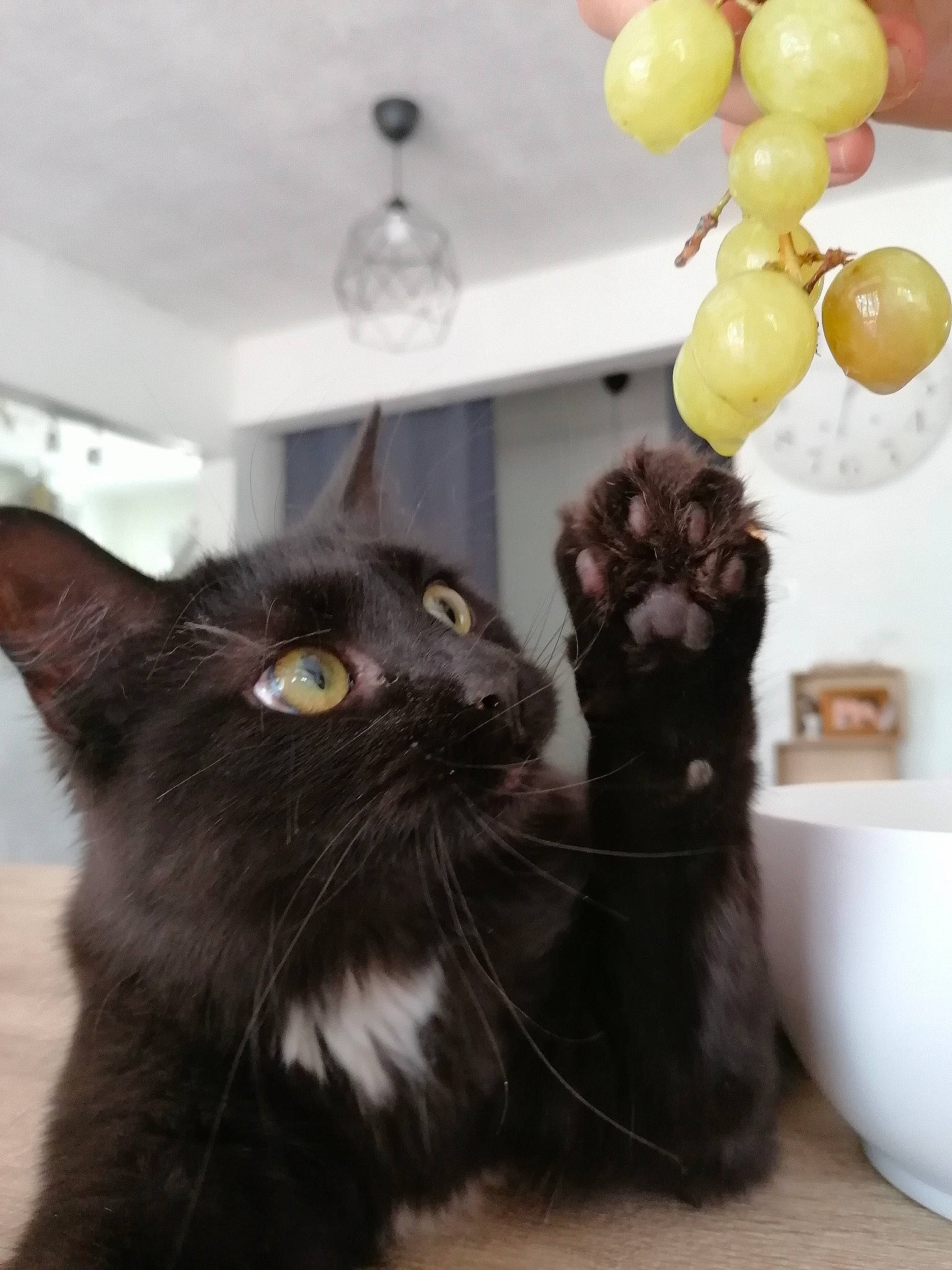 Pita participe au concours pour gagner de l'argent avec cette photo : arch, balloon, black_cat, bombay, carnivore, cat, claw, domestic_short_haired_cat, event, felidae, fur, party_supply, paw, room, small_to_medium_sized_cats, tail, terrestrial_animal, whiskers, window