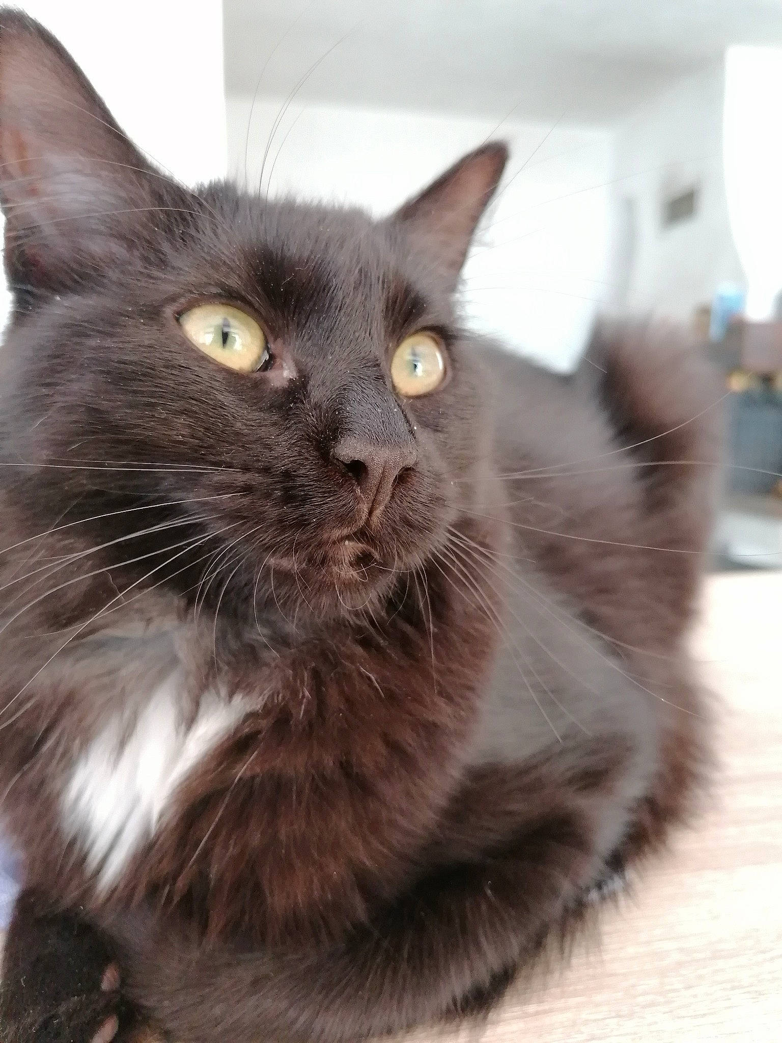 Pita a rejoint le concours — aidez-le/la à gagner de superbes lots ! black_cat, box, british_longhair, carnivore, cat, claw, domestic_short_haired_cat, felidae, flooring, fur, grey, hardwood, mammal, small_to_medium_sized_cats, snout, tail, terrestrial_animal, whiskers, window, wood