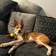 Leo joined the competition — help win amazing prizes! dog, couch, pillow, toy, rope_toy, tennis_ball, harness, indoor, pet, relaxed, brown_and_white, alert, ears_up, furniture, cozy, living_room, texture, canine, animal, resting