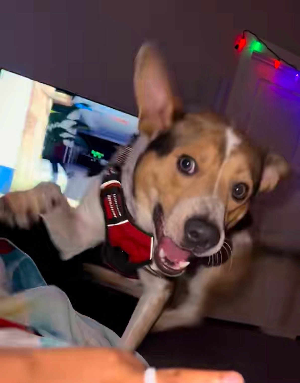 Leo is registered to the contest to win money with this photo: dog, pet, indoor, jumping, playful, harness, colorful_lights, motion_blur, excited, animal, canine, living_room, fun, happy, active, closeup, brown, white, black, ears