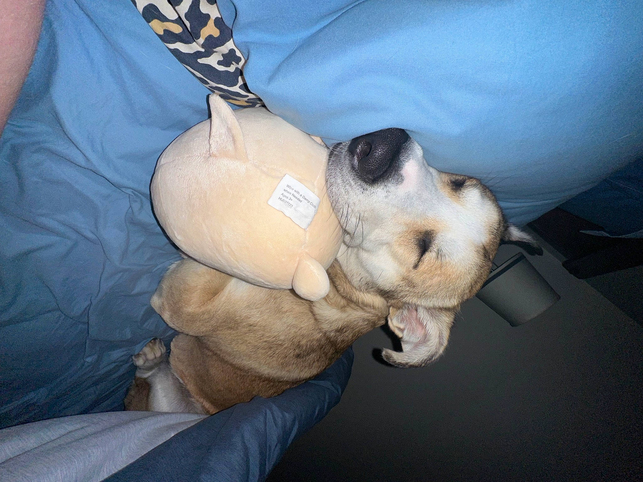 Cleo is registered to the contest to win money with this photo: abdomen, canidae, carnivore, comfort, companion_dog, dog, dog_breed, elbow, electric_blue, fawn, fur, human_leg, non_sporting_group, paw, plush, sporting_group, stuffed_toy, thigh, wrist