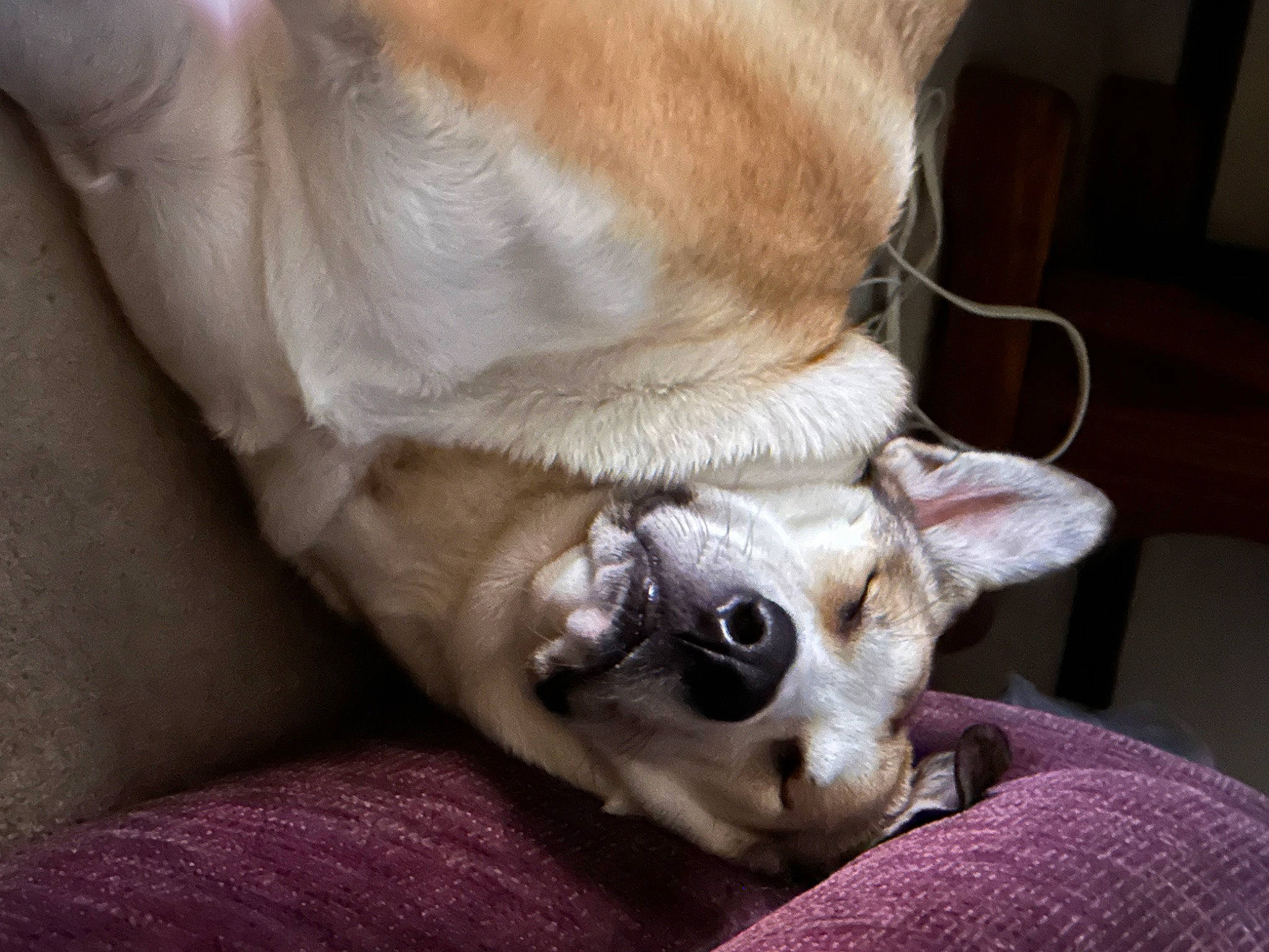 Cleo is registered to the contest to win money with this photo: canidae, carnivore, collar, comfort, companion_dog, couch, dog, dog_breed, dog_collar, ear, fawn, fur, nap, paw, puppy, snout, sporting_group, toy_dog, whiskers, working_animal