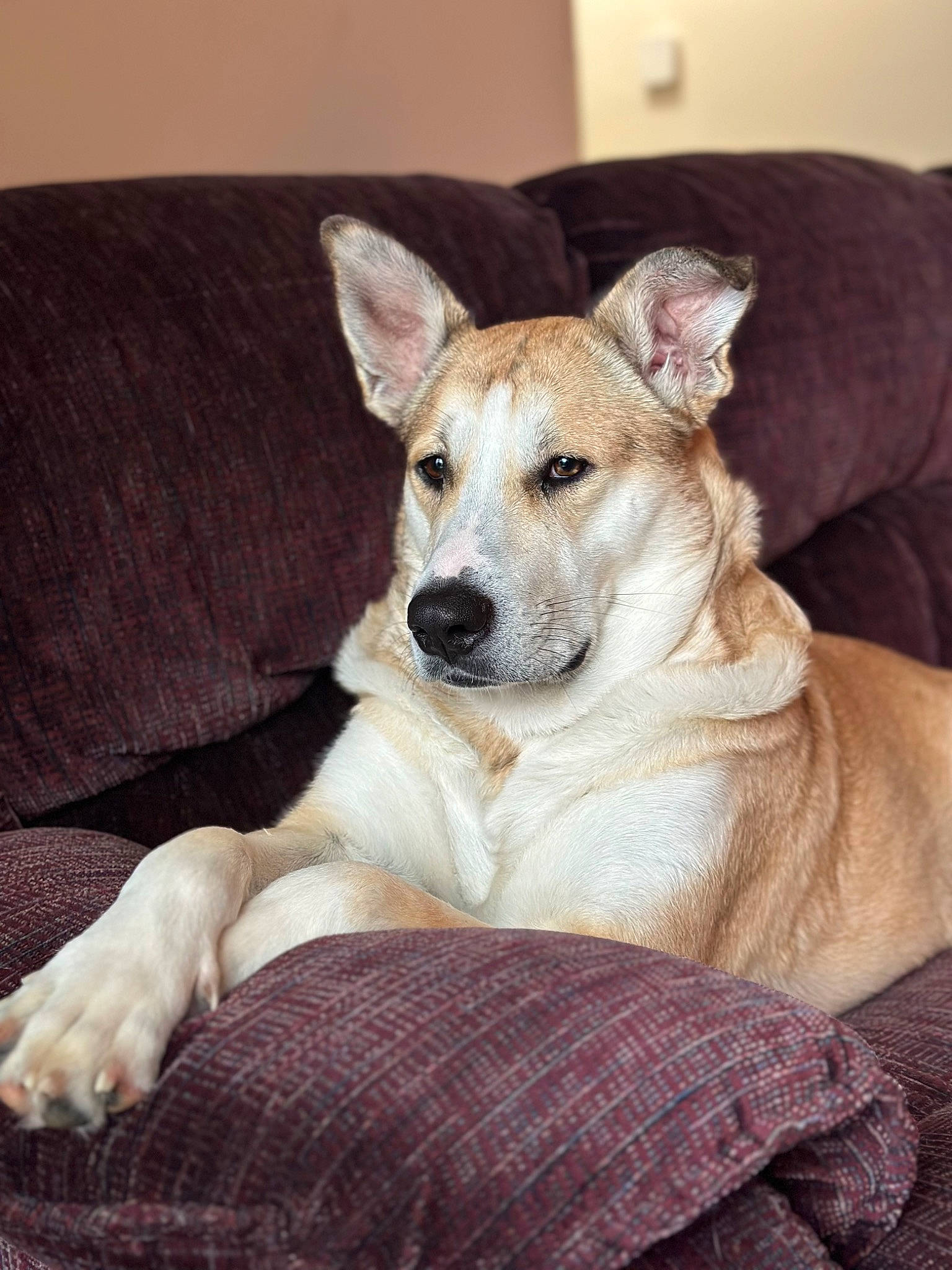 Cleo joined the competition — help win amazing prizes! bored, canidae, carnivore, collar, comfort, companion_dog, dog, dog_breed, dog_collar, dog_supply, fawn, fur, non_sporting_group, paw, sitting, snout, sporting_group, whiskers, wood, working_animal