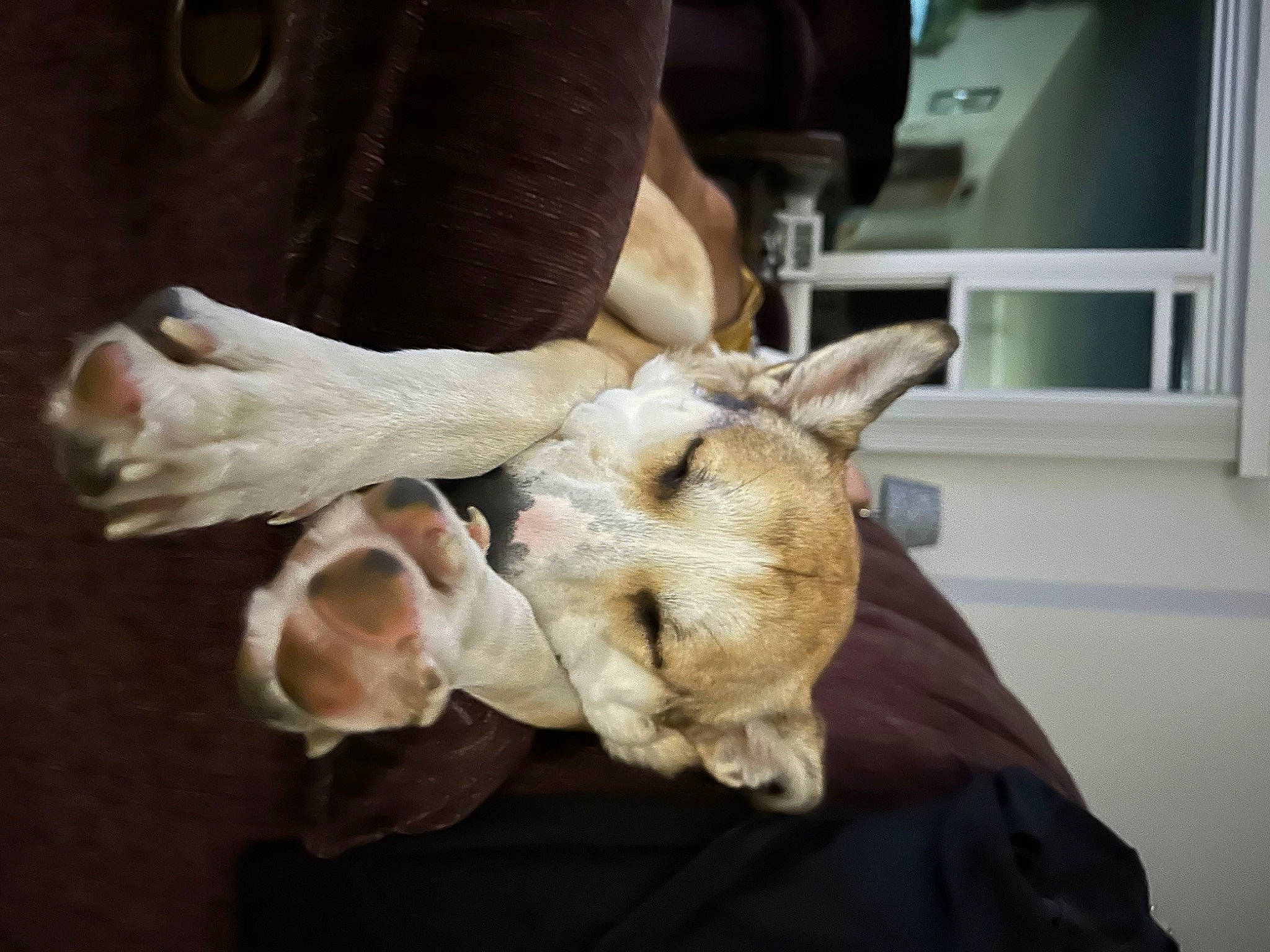 Cleo is registered to the contest to win money with this photo: canidae, carnivore, companion_dog, dog, dog_breed, ear, fawn, felidae, fur, german_shepherd_dog, gesture, jaw, sculpture, small_to_medium_sized_cats, snout, sporting_group, tail, whiskers, wood, working_animal