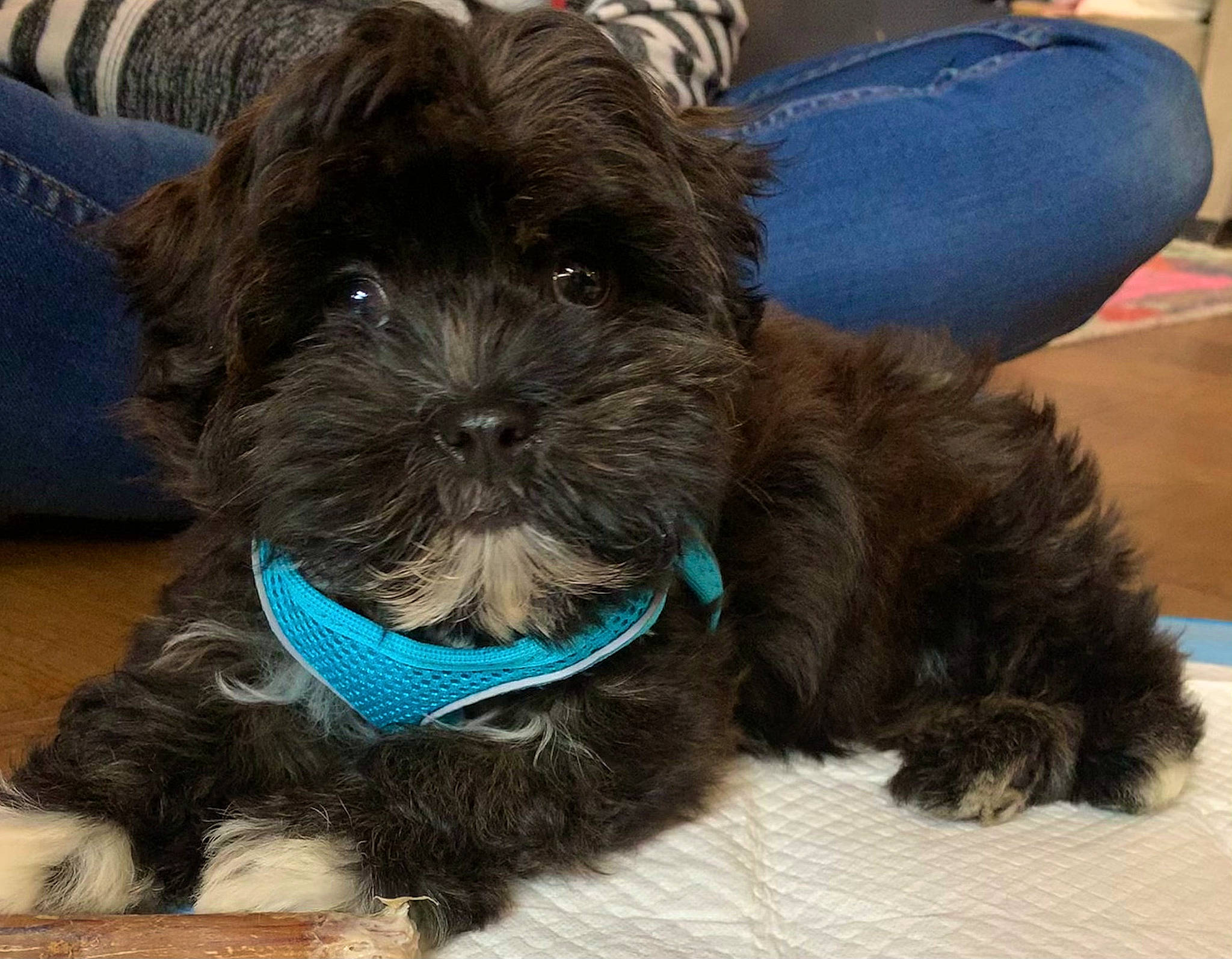 Sprout joined the competition — help win amazing prizes! canidae, carnivore, collar, comfort, companion_dog, dog, dog_breed, dog_collar, dog_supply, electric_blue, fur, liver, pet_supply, small_terrier, snout, sporting_group, terrier, toy_dog, water_dog, working_animal