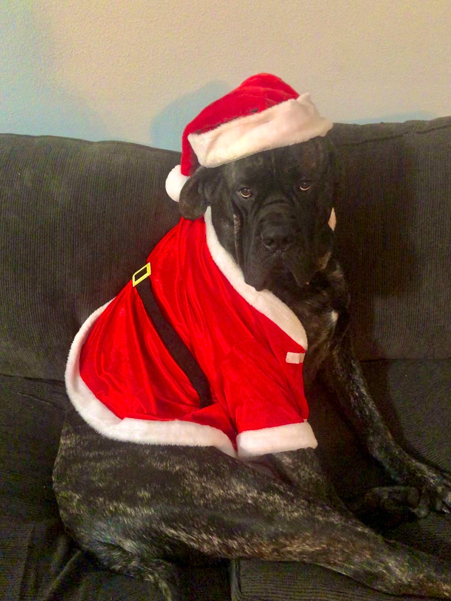 Diesel joined the competition — help win amazing prizes! carmine, carnivore, christmas, comfort, companion_dog, costume_hat, dog, dog_breed, dog_supply, fawn, fictional_character, fur, hat, plant, santa_claus, snout, sporting_group, toy_dog, tree, working_animal