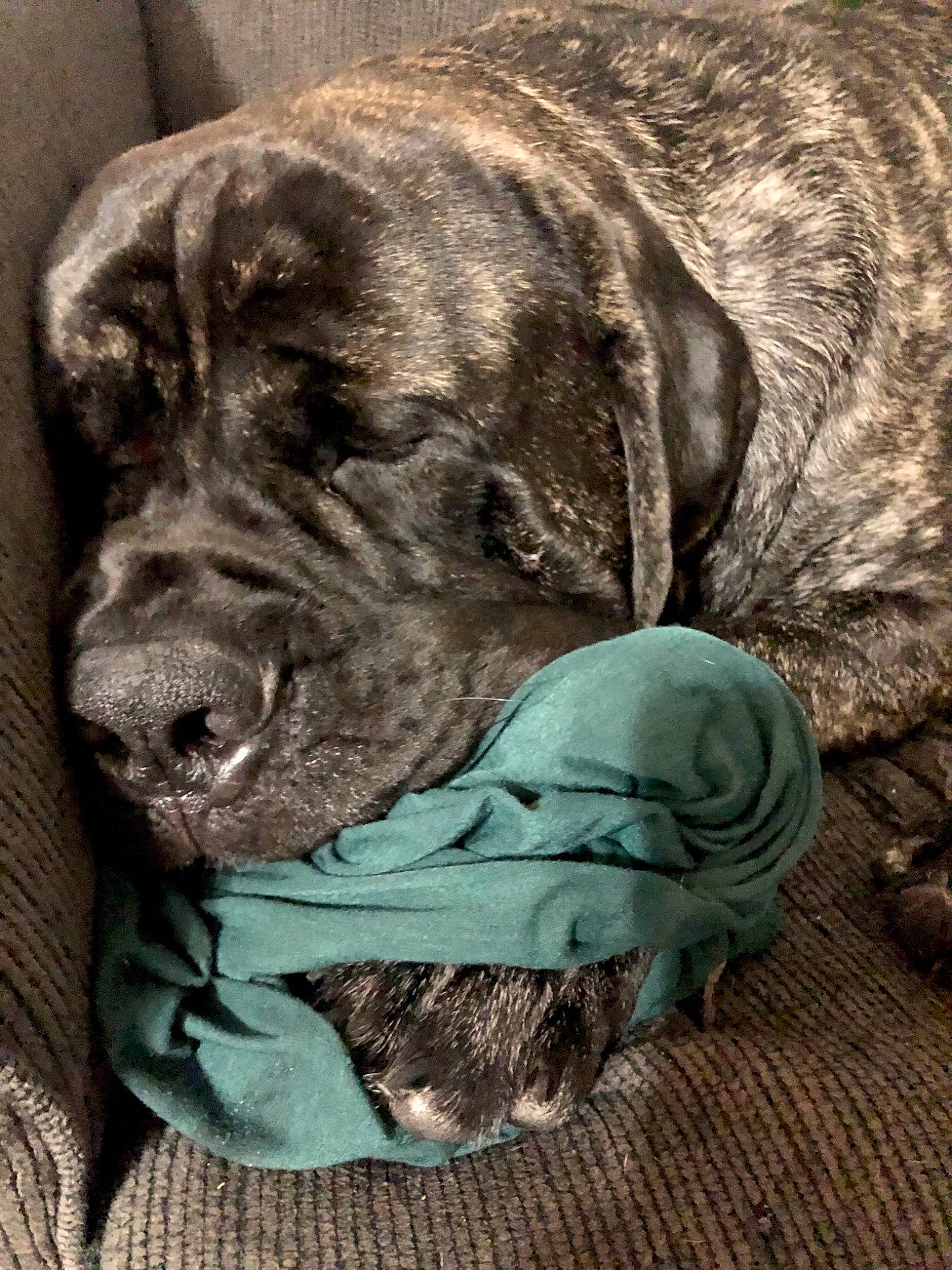 Diesel joined the competition — help win amazing prizes! biting, canidae, carnivore, comfort, companion_dog, dog, dog_breed, fawn, fur, grey, hunting_dog, liver, non_sporting_group, snout, sporting_group, terrestrial_animal, whiskers, working_animal, working_dog, wrinkle