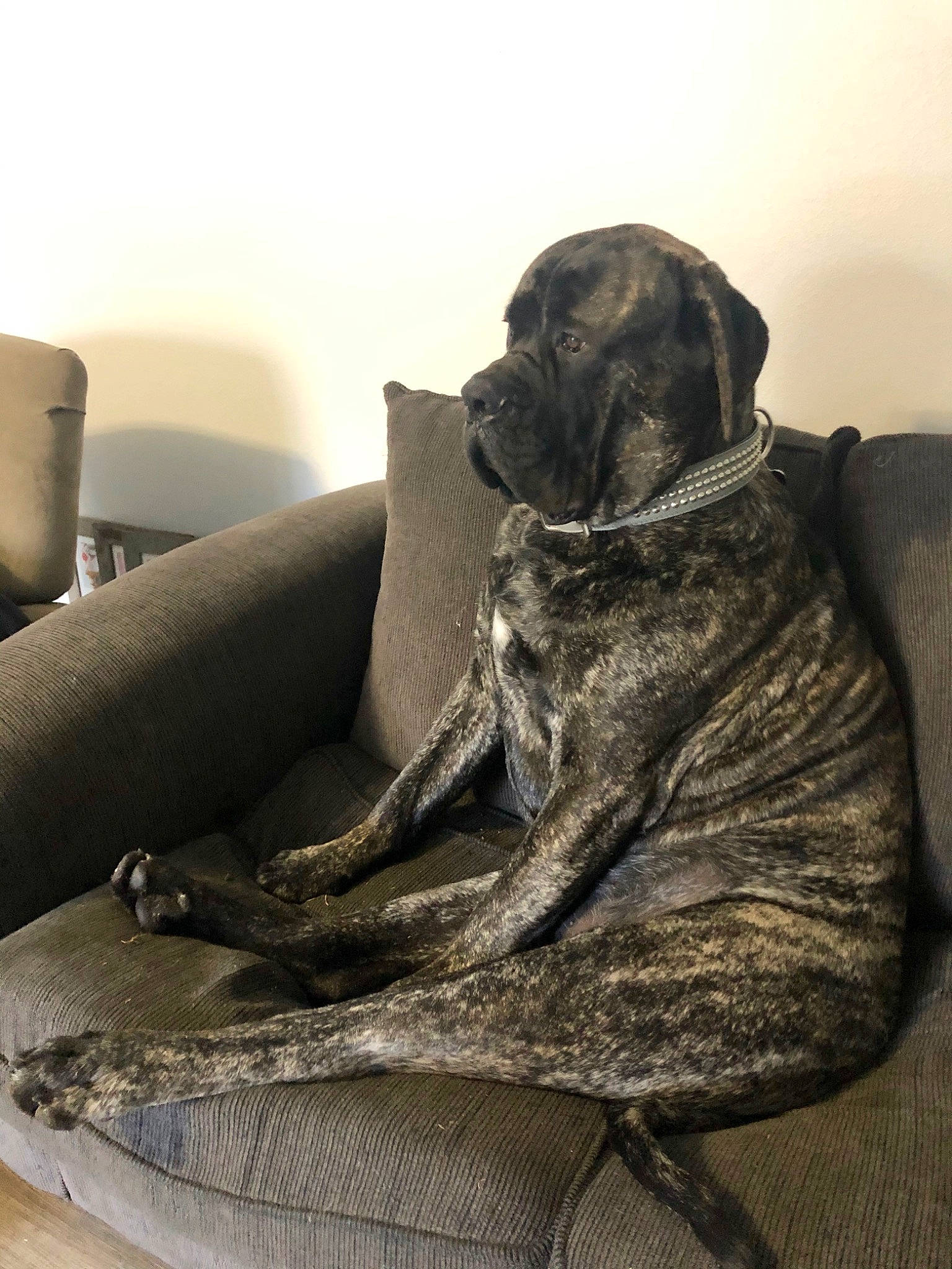 Diesel is registered to the contest to win money with this photo: canidae, carnivore, chair, club_chair, comfort, companion_dog, couch, dog, dog_breed, fawn, fur, grey, guard_dog, liver, monochrome_photography, sitting, sporting_group, tail, wood, working_animal
