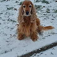 Polux participe au concours pour gagner de l'argent avec cette photo : dog, cocker_spaniel, snow, winter, outdoors, grass, leaves, sitting, long_hair, floppy_ears, portrait, pet, fur, paws, sidewalk, cold, looking_at_camera, cute, muzzle, nose