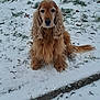 dog, cocker_spaniel, snow, winter, outdoors, grass, leaves, sitting, long_hair, floppy_ears, portrait, pet, fur, paws, sidewalk, cold, looking_at_camera, cute, muzzle, nose