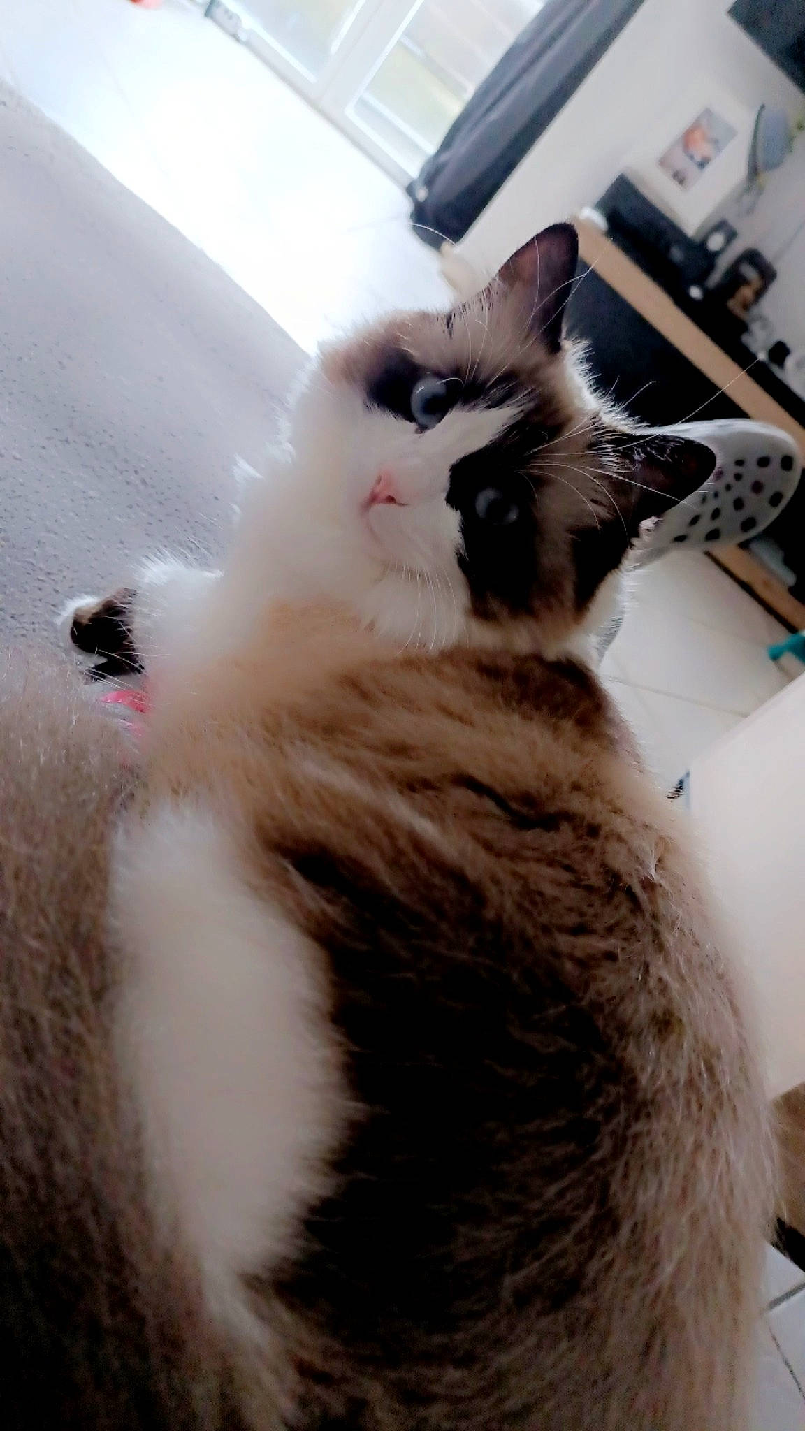 Keïna participe au concours pour gagner de l'argent avec cette photo : box, carnivore, cat, claw, fawn, felidae, flooring, fur, hardwood, kitchen_appliance, paw, small_to_medium_sized_cats, snout, tail, terrestrial_animal, whiskers