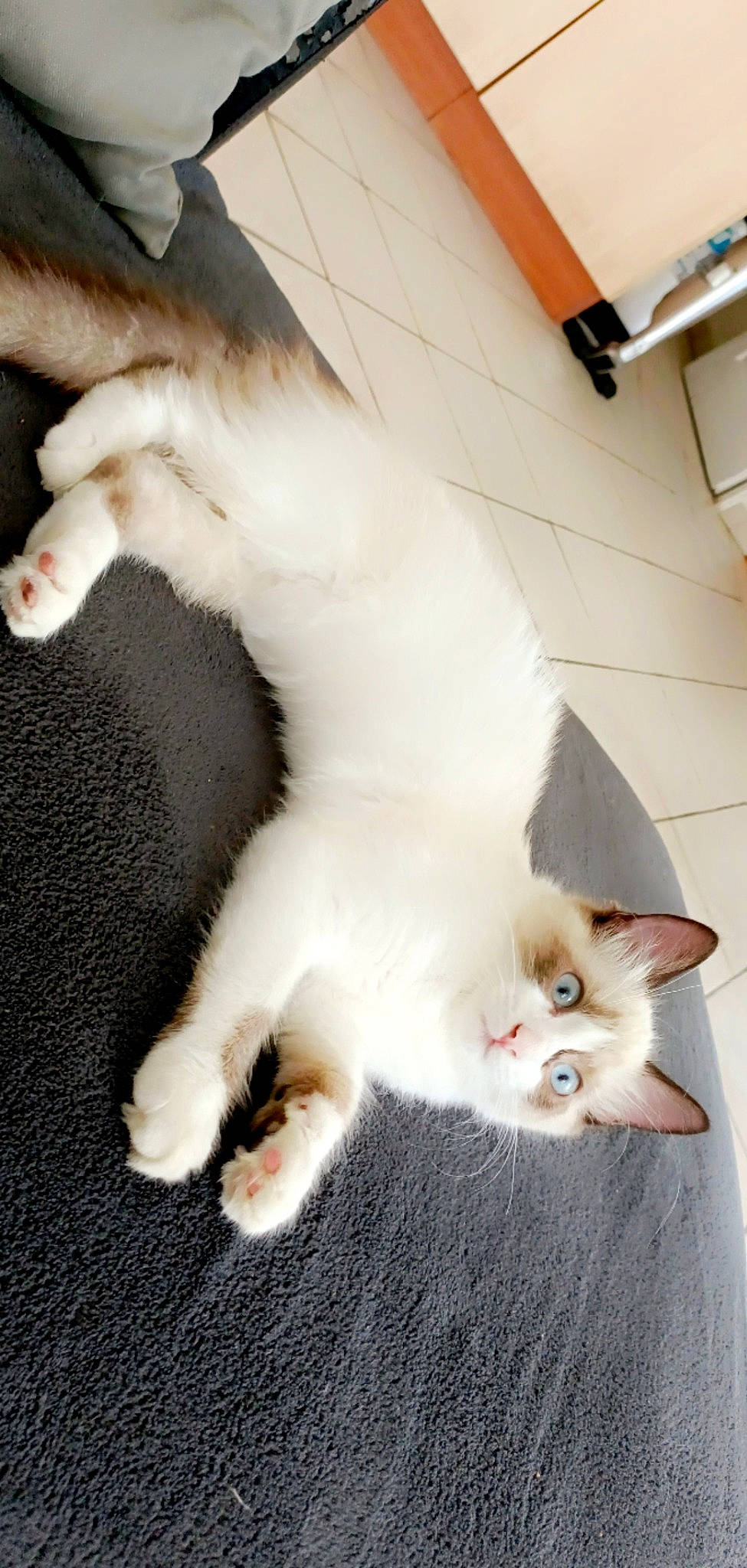 Keïna a rejoint le concours — aidez-le/la à gagner de superbes lots ! balinese, canidae, carnivore, cat, claw, companion_dog, dog_breed, domestic_short_haired_cat, fang, fawn, felidae, flooring, fur, paw, small_to_medium_sized_cats, snout, tail, thai, vertebrate, whiskers