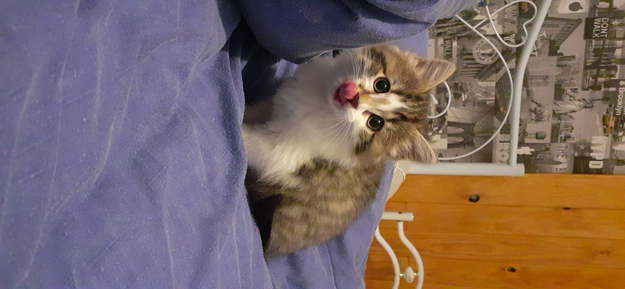 Scooby a rejoint le concours — aidez-le/la à gagner de superbes lots ! carnivore, cat, claw, comfort, domestic_short_haired_cat, fawn, felidae, fur, paw, small_to_medium_sized_cats, snout, tail, whiskers, wood