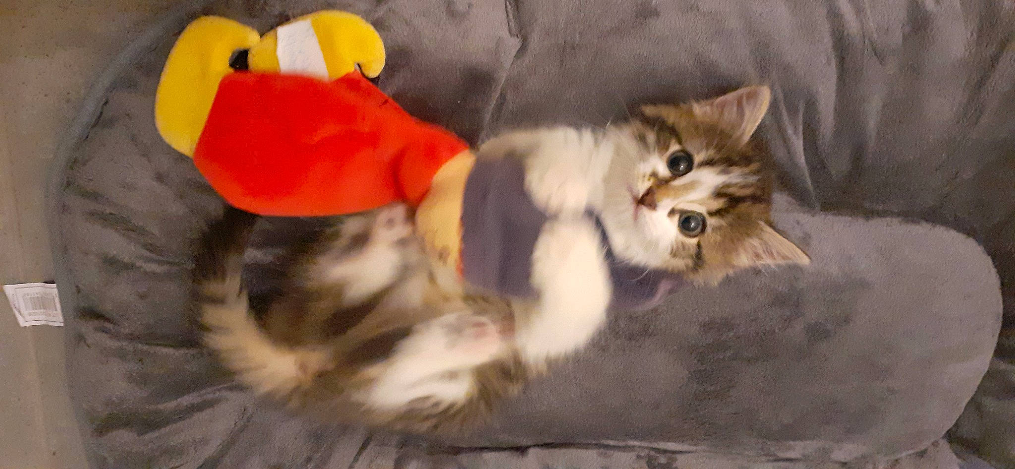 Scooby participe au concours pour gagner de l'argent avec cette photo : carnivore, cat, claw, comfort, domestic_short_haired_cat, fawn, felidae, fur, nap, paw, small_to_medium_sized_cats, snout, stuffed_toy, tail, terrestrial_animal, toy, tree, whiskers, wildlife, wood