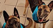 Etoile a rejoint le concours — aidez-le/la à gagner de superbes lots ! animal, black_jacket, black_mask, blue_jacket, brown_fur, canine, companion, dog, domestic, ears_up, friendly, happy, indoor, kitchen, looking_up, pet, playful, smiling, tile_floor, two_dogs