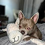 Lyrio a rejoint le concours — aidez-le/la à gagner de superbes lots ! animal, blanket, bulldog, canine, chihuahua, computerhardware, dog, electronics, fox, hardware, kitfox, monitor, pet, plush, puppy, screen, snout, terrier, toy, whitedog