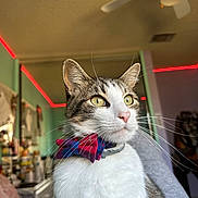 Tuesday is registered to the contest to win money with this photo: cat, bow_tie, indoor, pet, whiskers, fur, domestic_animal, close_up, portrait, feline, looking_away, cute, animal, household, collar, focused, ears, eyes, nose, sitting