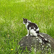 Simba joined the competition — help win amazing prizes! cat, tabby_cat, rock, grass, wildflowers, nature, outdoor, animal, feline, sitting, moss, greenery, field, plant, flora, peaceful, alone, daylight, mammal, pet