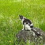 cat, tabby_cat, rock, grass, wildflowers, nature, outdoor, animal, feline, sitting, moss, greenery, field, plant, flora, peaceful, alone, daylight, mammal, pet
