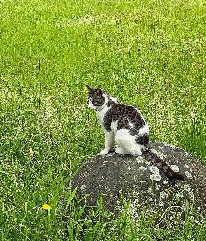 Simba joined the competition — help win amazing prizes! cat, tabby_cat, rock, grass, wildflowers, nature, outdoor, animal, feline, sitting, moss, greenery, field, plant, flora, peaceful, alone, daylight, mammal, pet