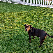 Gregory Eli is registered to the contest to win money with this photo: dog, grass, fence, outdoor, pet, animal, park, sunlight, shadow, sign, lawn, curious, brown, black, collar, daylight, nature, playful, backyard, quiet