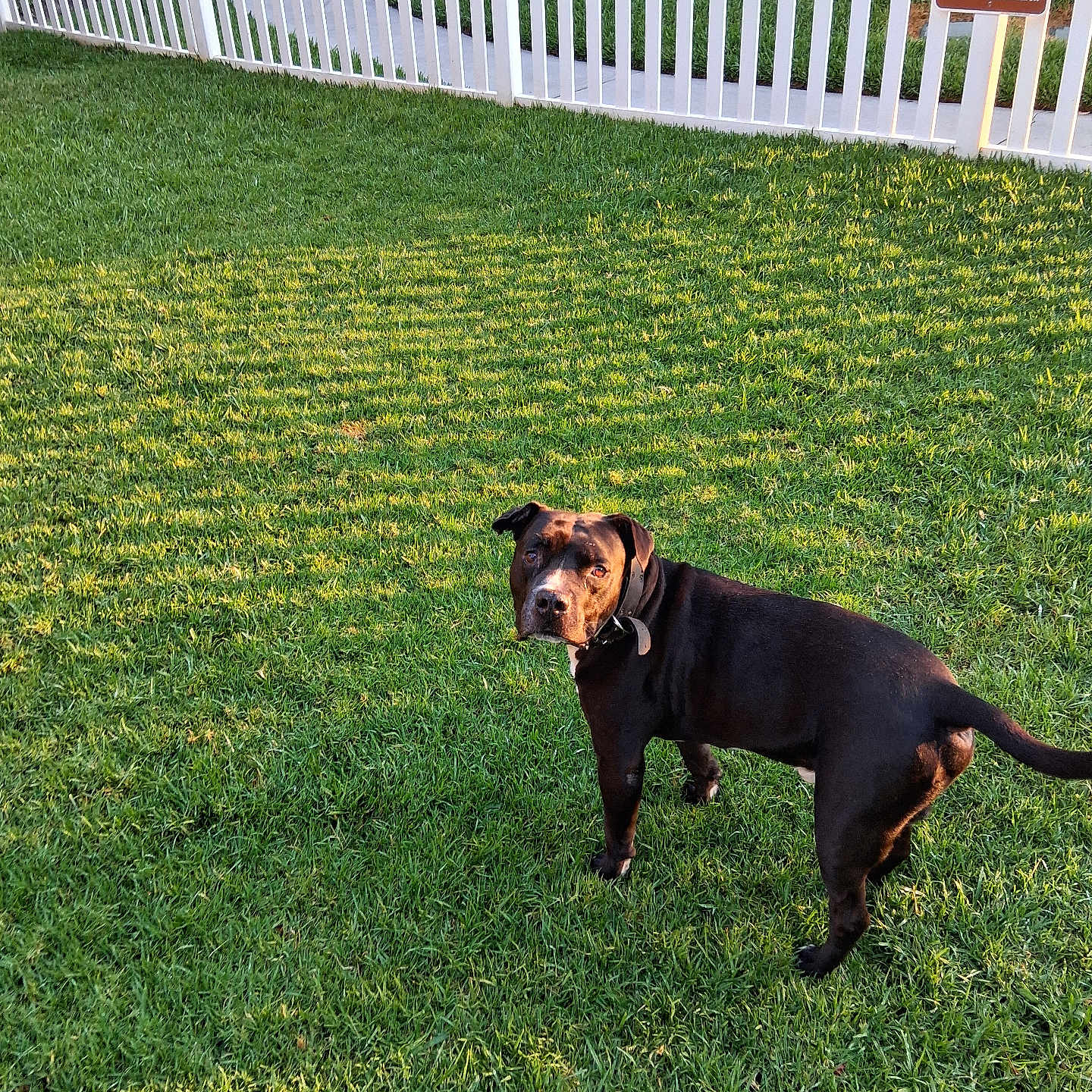 Gregory Eli is registered to the contest to win money with this photo: dog, grass, fence, outdoor, pet, animal, park, sunlight, shadow, sign, lawn, curious, brown, black, collar, daylight, nature, playful, backyard, quiet