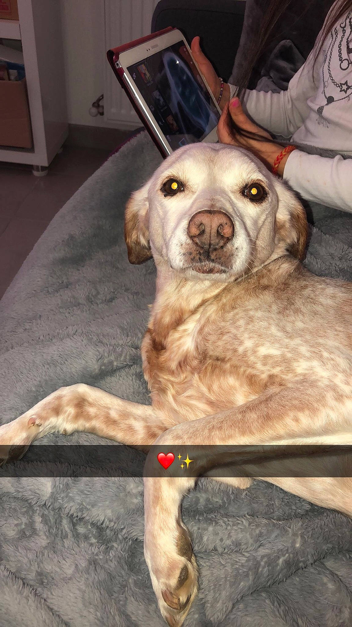 Coccky a rejoint le concours — aidez-le/la à gagner de superbes lots ! canidae, carnivore, companion_dog, dog, dog_breed, dog_collar, ear, fawn, fur, hunting_dog, labrador_retriever, nose, retriever, snout, sporting_group, weimaraner