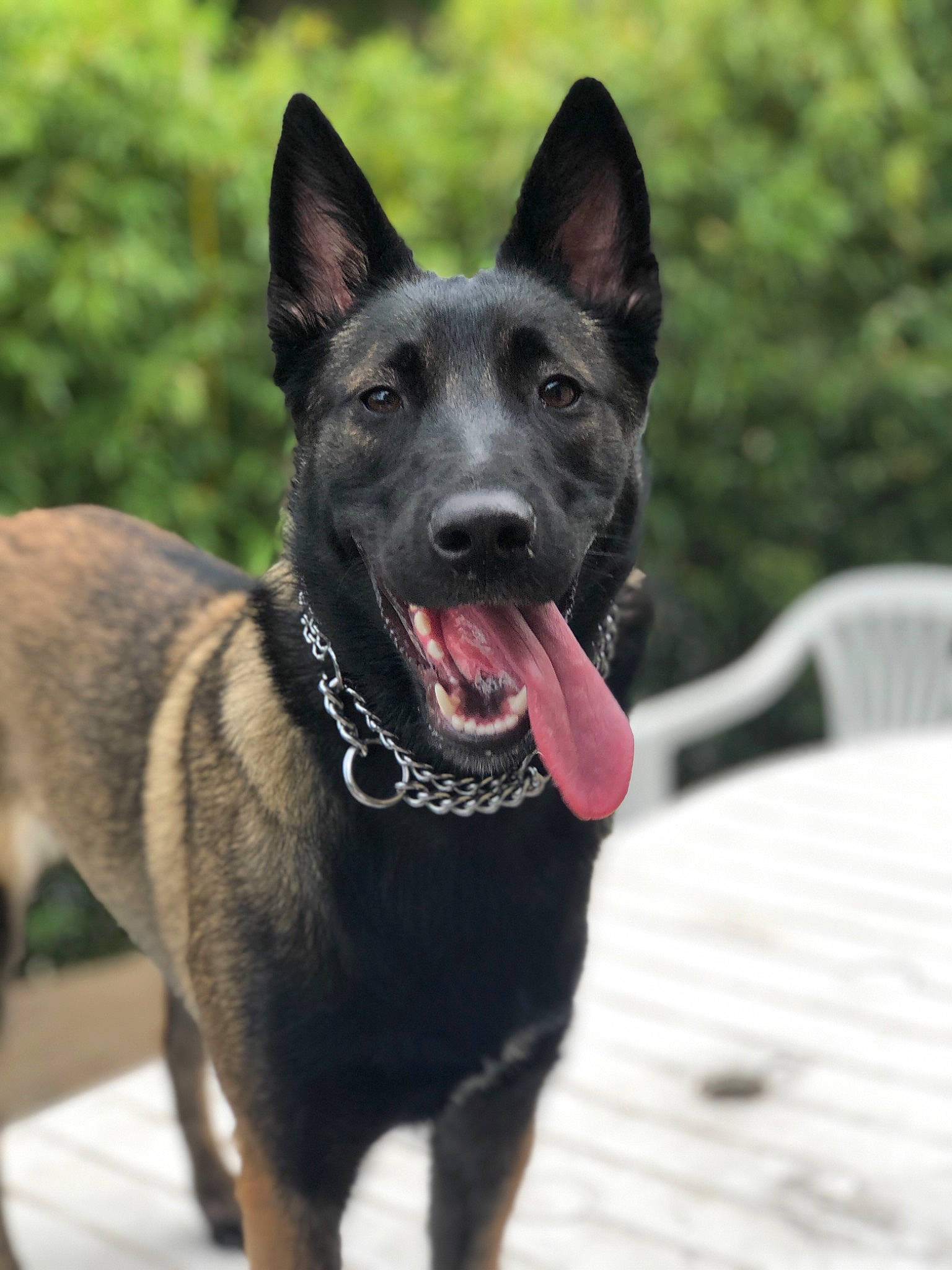 Prada Du Clos De L'Epte participe au concours pour gagner de l'argent avec cette photo : belgian_shepherd, belgian_shepherd_malinois, canidae, carnivore, dog, dog_breed, east_european_shepherd, formosan_mountain_dog, german_shepherd_dog, king_shepherd, kunming_wolfdog, mammal, police_dog, rare_breed_dog, shiloh_shepherd_dog, vertebrate