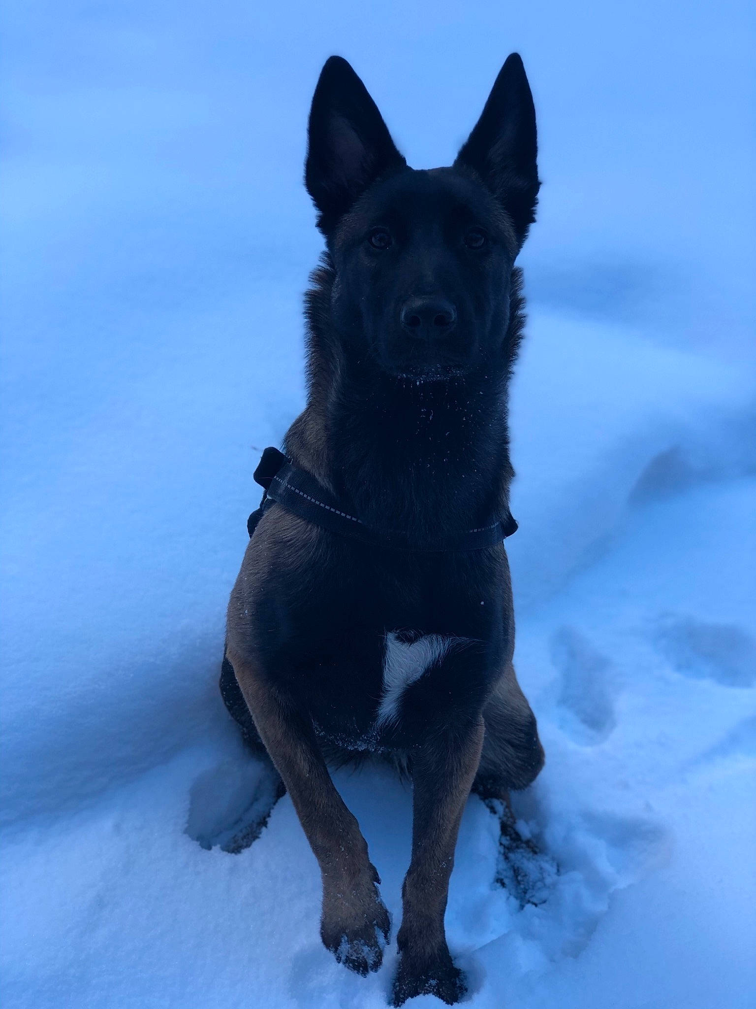 Prada Du Clos De L'Epte participe au concours pour gagner de l'argent avec cette photo : black_norwegian_elkhound, canidae, carnivore, dog, dog_breed, mammal, norwegian_elkhound, rare_breed_dog, schipperke, snout, snow, sporting_group, vertebrate, winter