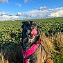 dog, canine, pet, animal, outdoor, field, grass, sky, clouds, harness, tongue, licking, sunlight, nature, mammal, sitting, happy, brown, black, portrait