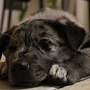 Aaron a rejoint le concours — aidez-le/la à gagner de superbes lots ! puppy, dog, sleeping, resting, closeup, indoor, floor, tile, paw, fur, cute, animal, pet, young, calm, relaxation, face, snout, ears, whiskers