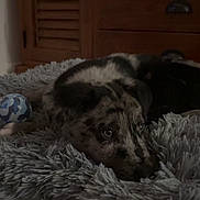 Aaron a rejoint le concours — aidez-le/la à gagner de superbes lots ! animal, blue_ball, carpet, closeup, cozy, cute, dog, domestic, fluffy_rug, fur, home, indoor, looking_up, lying_down, pet, puppy, resting, toy, wooden_cabinet, young_dog