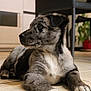 Aaron participe au concours pour gagner de l'argent avec cette photo : puppy, dog, indoor, floor, tile, furniture, plant, black, white, gray, merle, pet, canine, laying, young, domestic, animal, side_view, cute, portrait