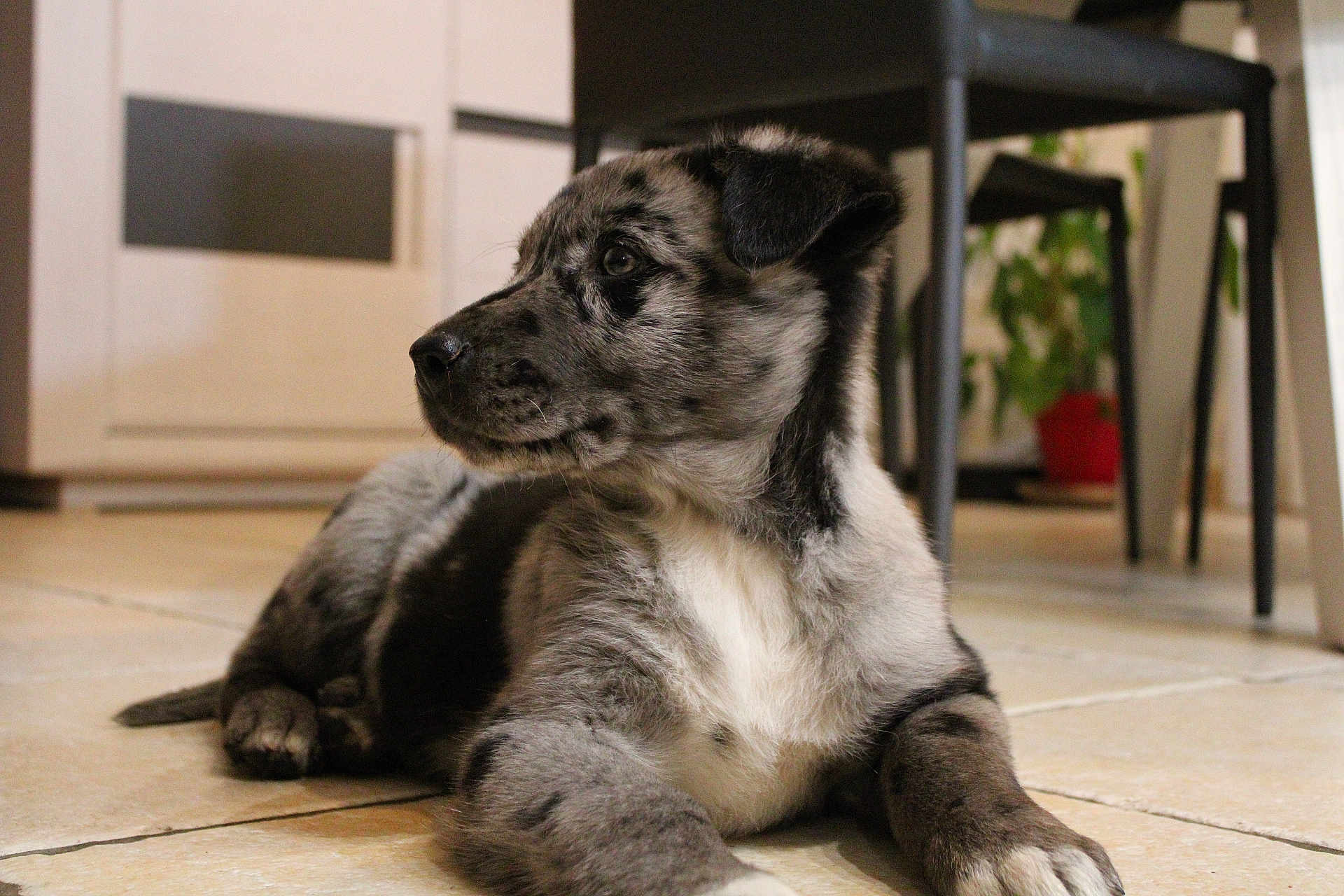 Aaron participe au concours pour gagner de l'argent avec cette photo : puppy, dog, indoor, floor, tile, furniture, plant, black, white, gray, merle, pet, canine, laying, young, domestic, animal, side_view, cute, portrait