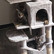 Guysmo participe au concours pour gagner de l'argent avec cette photo : cat, tabby_cat, cat_tree, pet, indoor, furniture, animal, kitten, relaxed, gray, floor, wood_floor, multi_level, hammock, platform, curious, domestic_cat, cute, resting, cozy