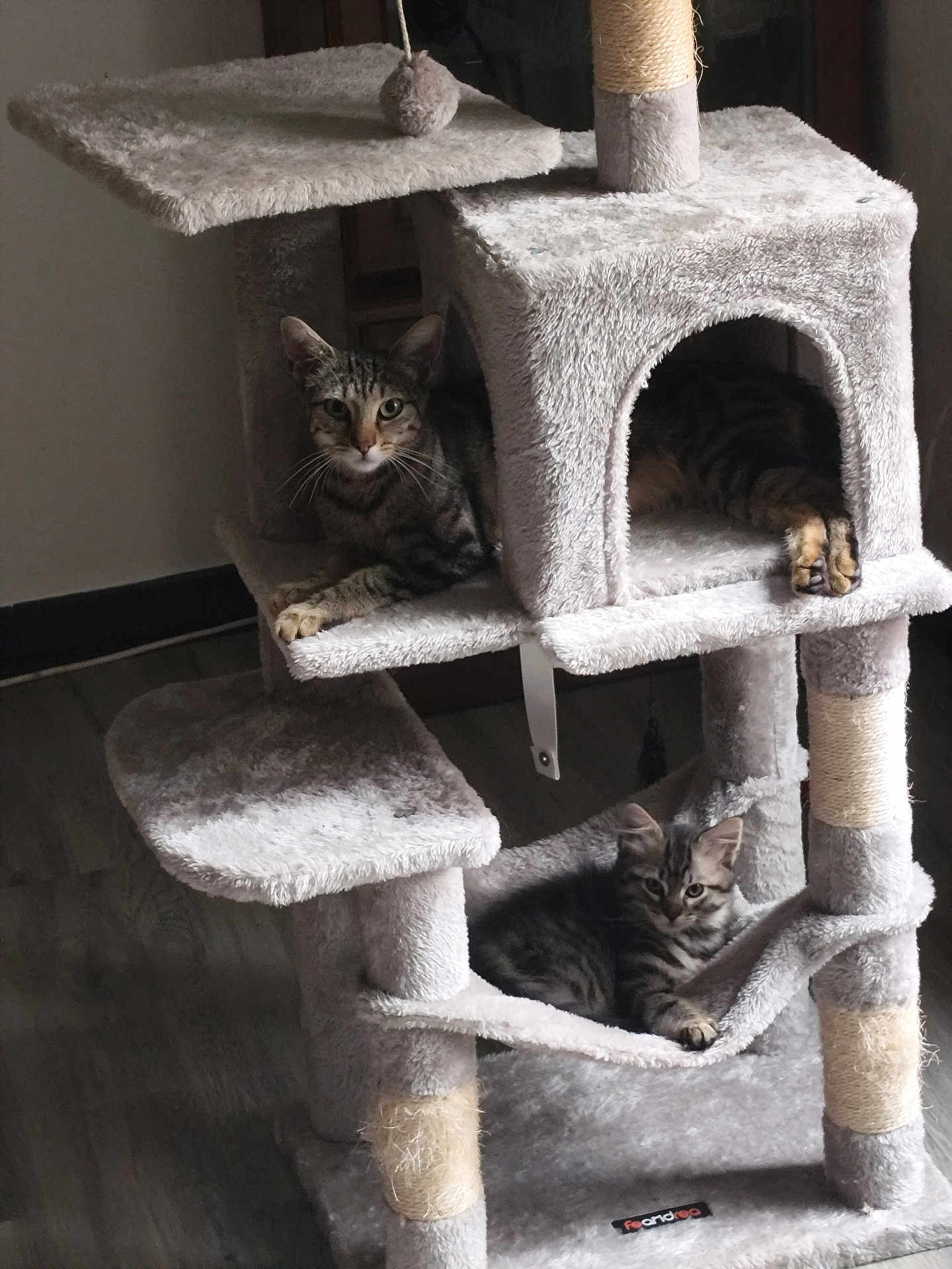 Guysmo participe au concours pour gagner de l'argent avec cette photo : cat, tabby_cat, cat_tree, pet, indoor, furniture, animal, kitten, relaxed, gray, floor, wood_floor, multi_level, hammock, platform, curious, domestic_cat, cute, resting, cozy