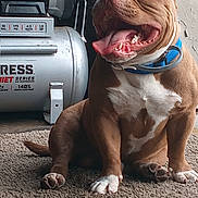 Chevy is registered to the contest to win money with this photo: dog, brown_dog, white_paws, blue_collar, carpet, air_compressor, indoor, pet, tongue_out, happy, sitting, close_up, wall, metal, machine, paw, animal, canine, smiling, domestic_animal