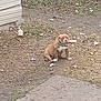 dog, brown_dog, white_paws, outdoor, yard, leaves, grass, dirt, house_side, concrete, dog_bowl, pet, collar, sitting, daytime, nature, quiet, calm, animal, backyard