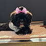 adorable, animal, black_dog, bow, cozy, cute, dog, fluffy, fur, hand, happy, indoor, lying_down, mat, pet, pink_bow, resting, shirt, small_dog, tongue_out